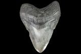 Huge, Fossil Megalodon Tooth - South Carolina #88275-1